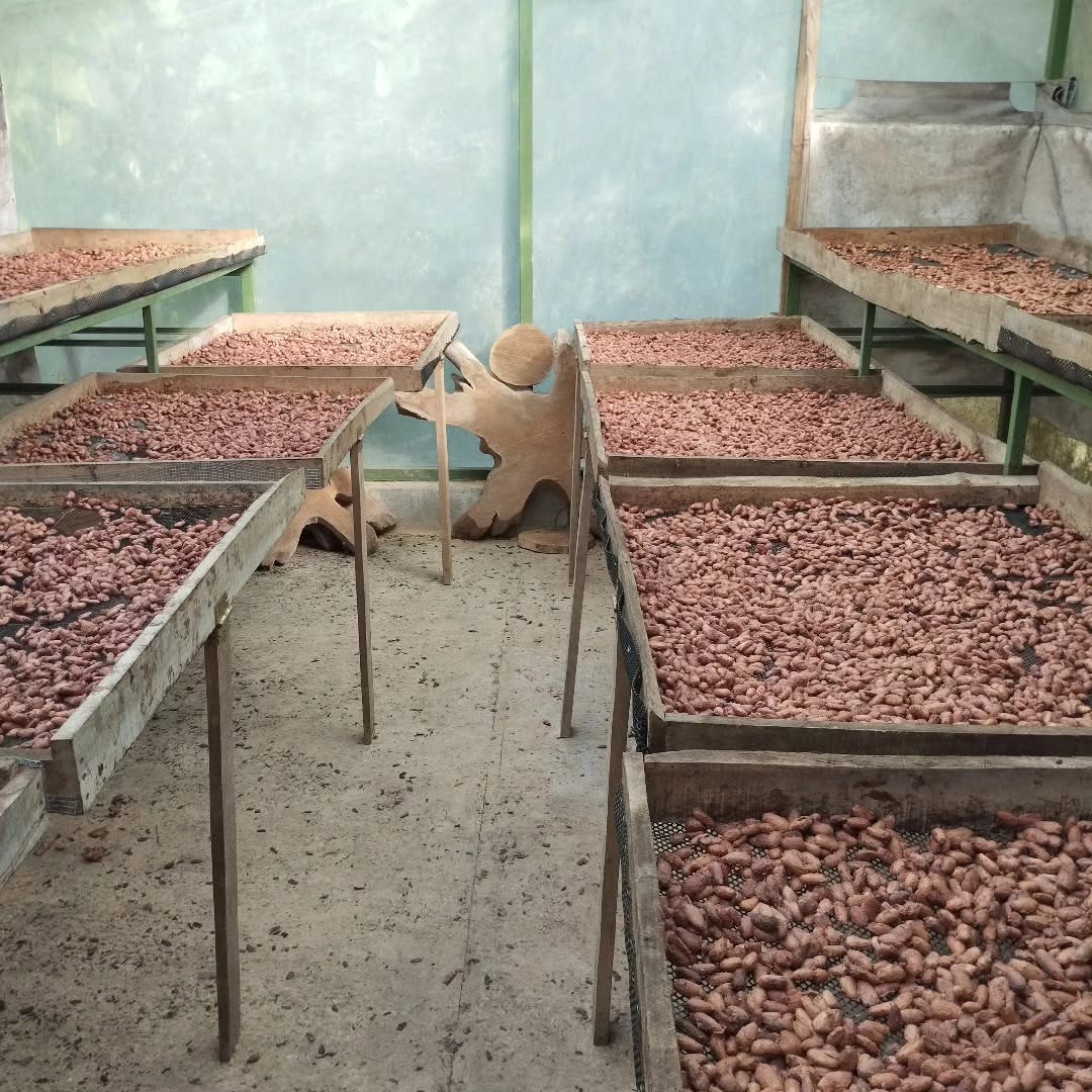 Roasting cacao