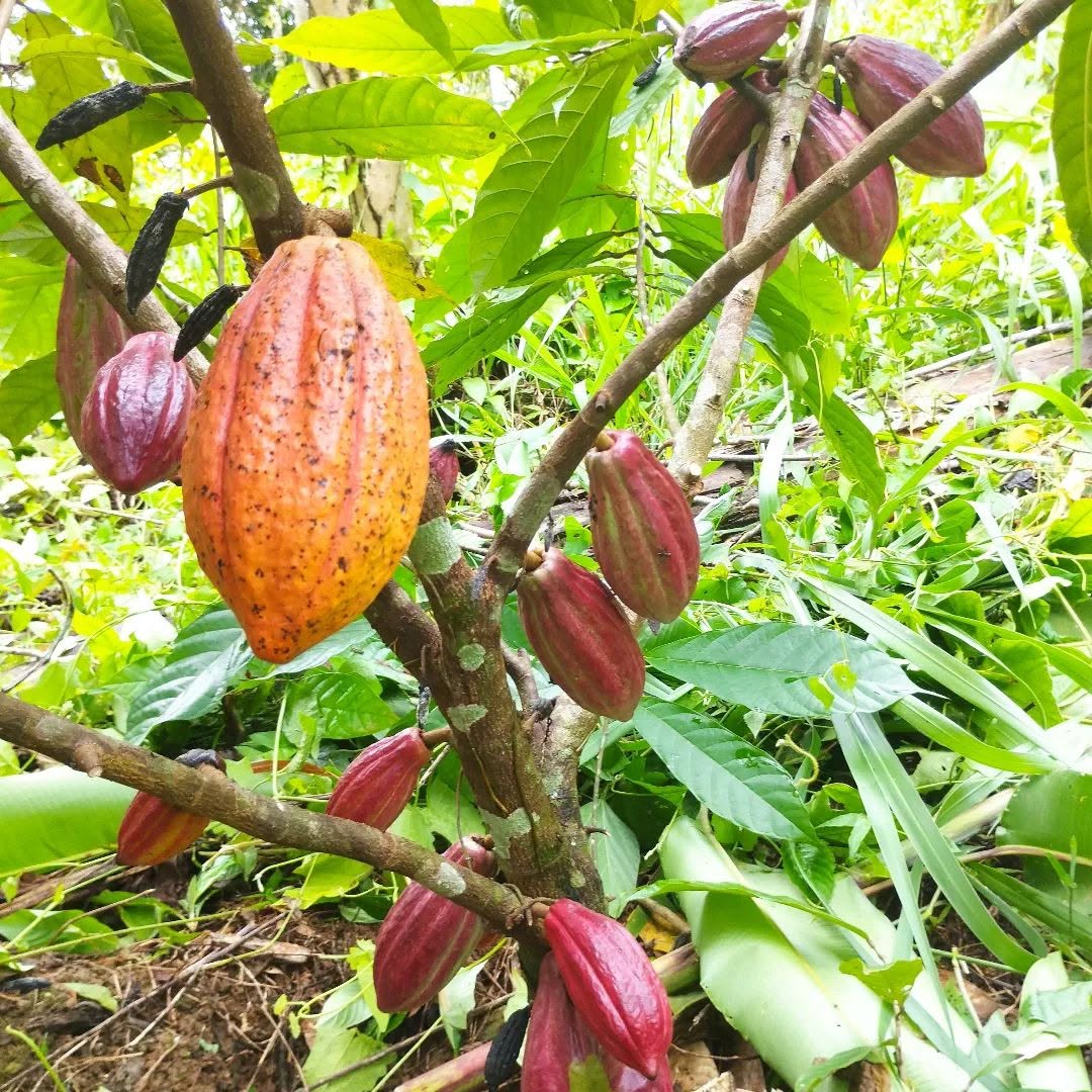 Traditional chocolate drink