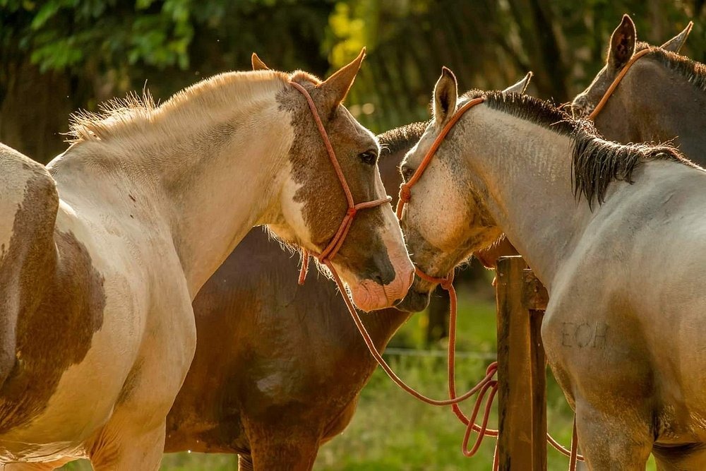 Horse Ride
