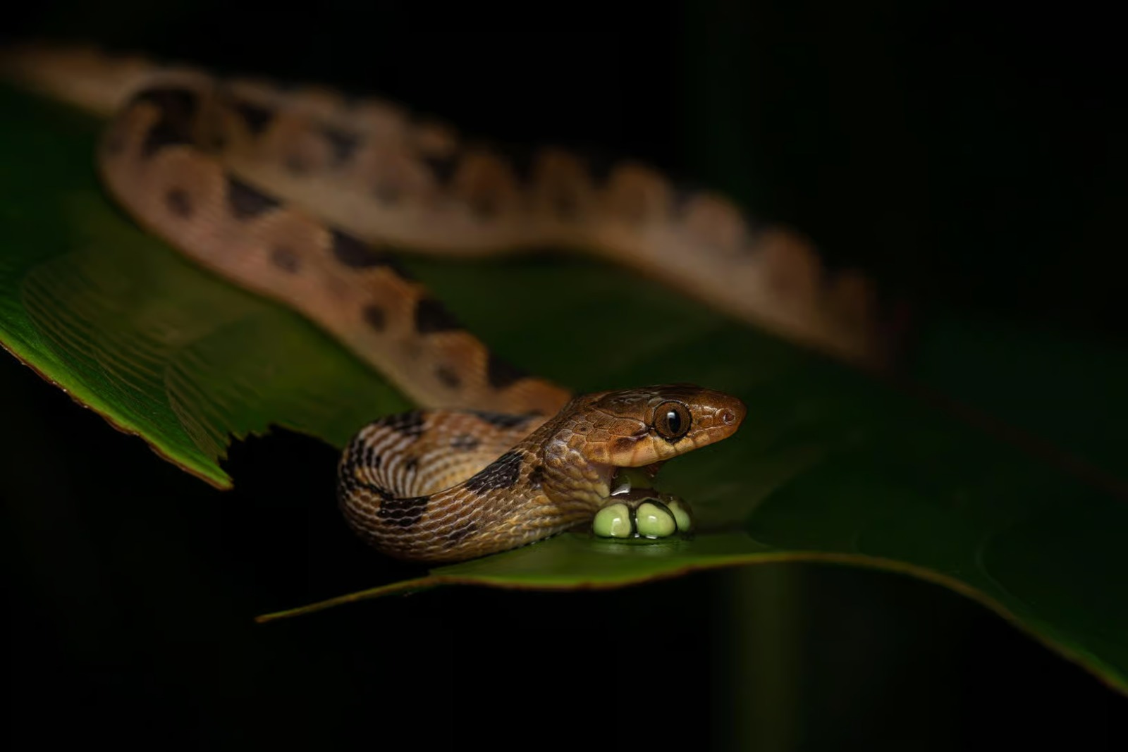 Night Walk in the Jungle