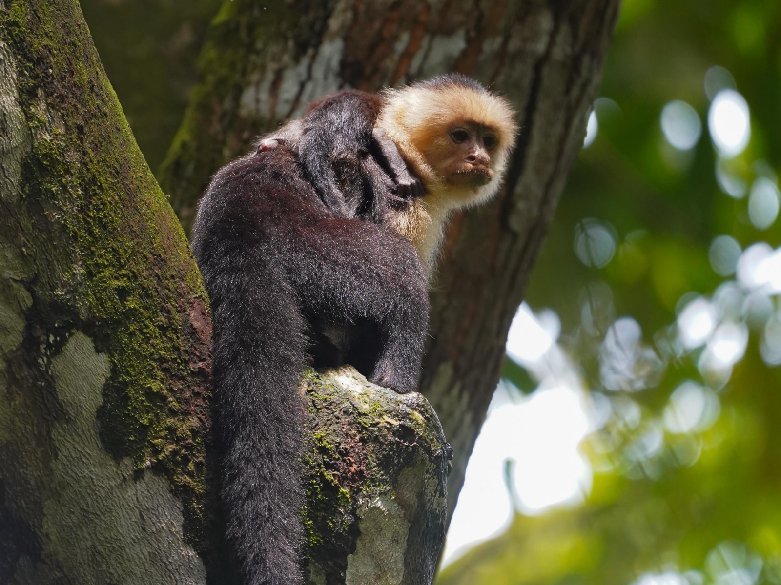 Wildlife in the Jungle