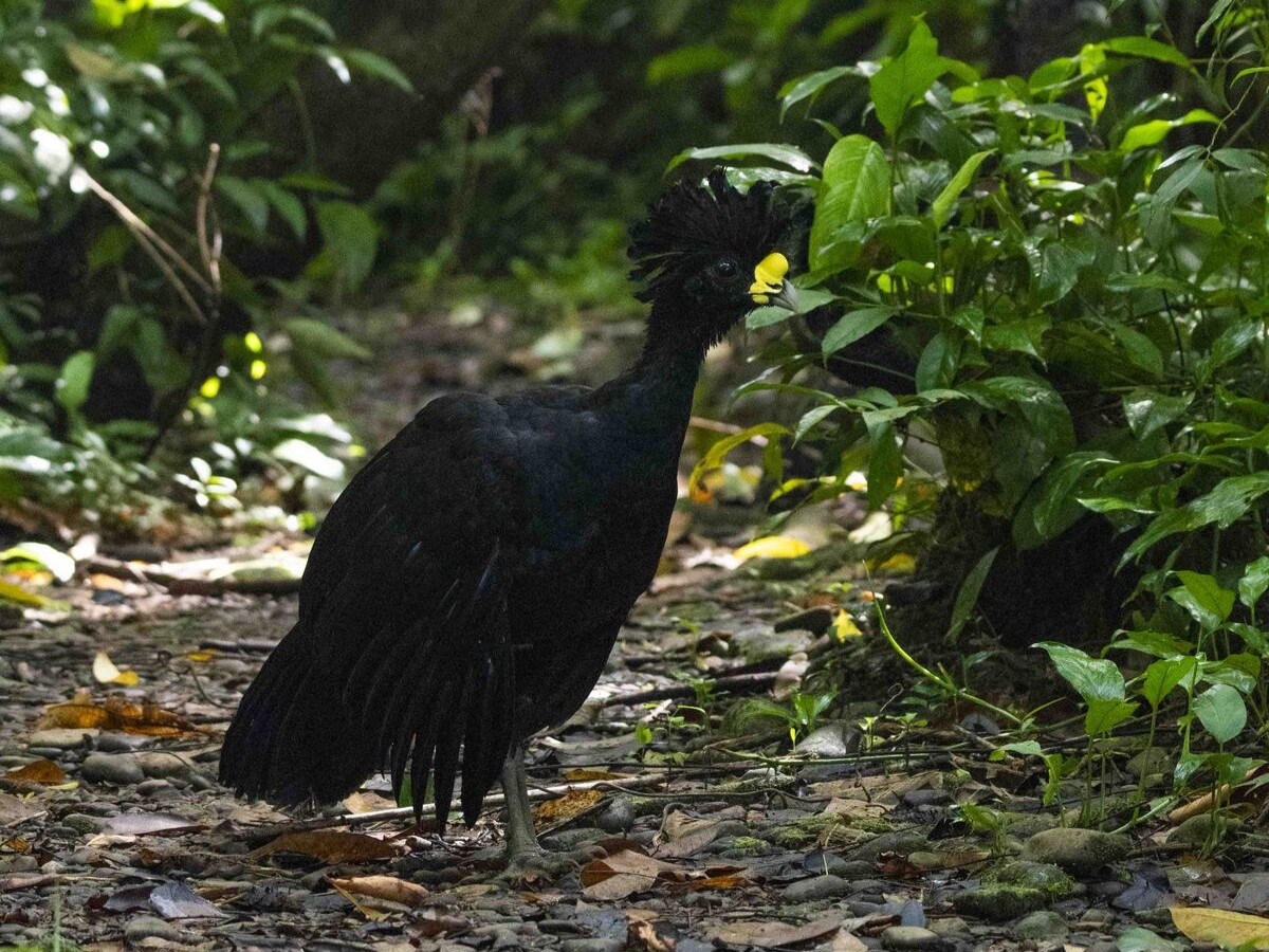 Wildlife