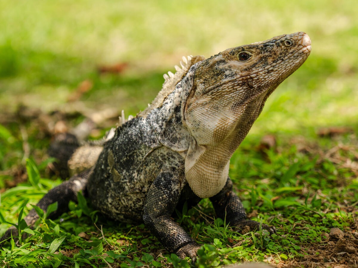 Wildlife