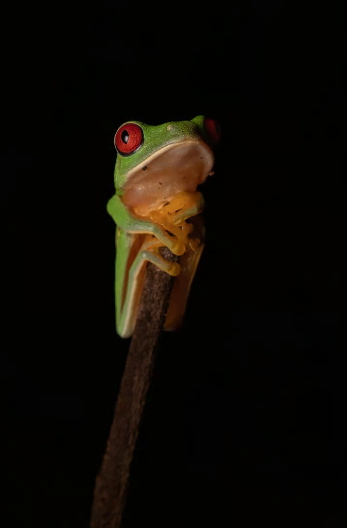 Wildlife