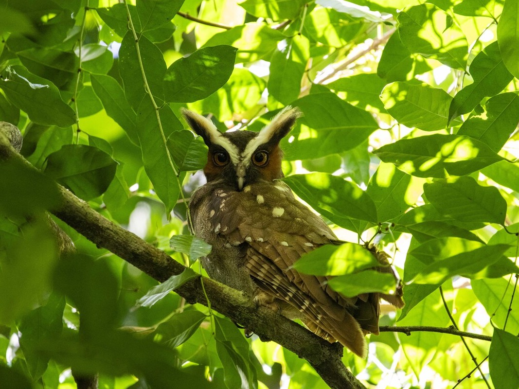 Wildlife
