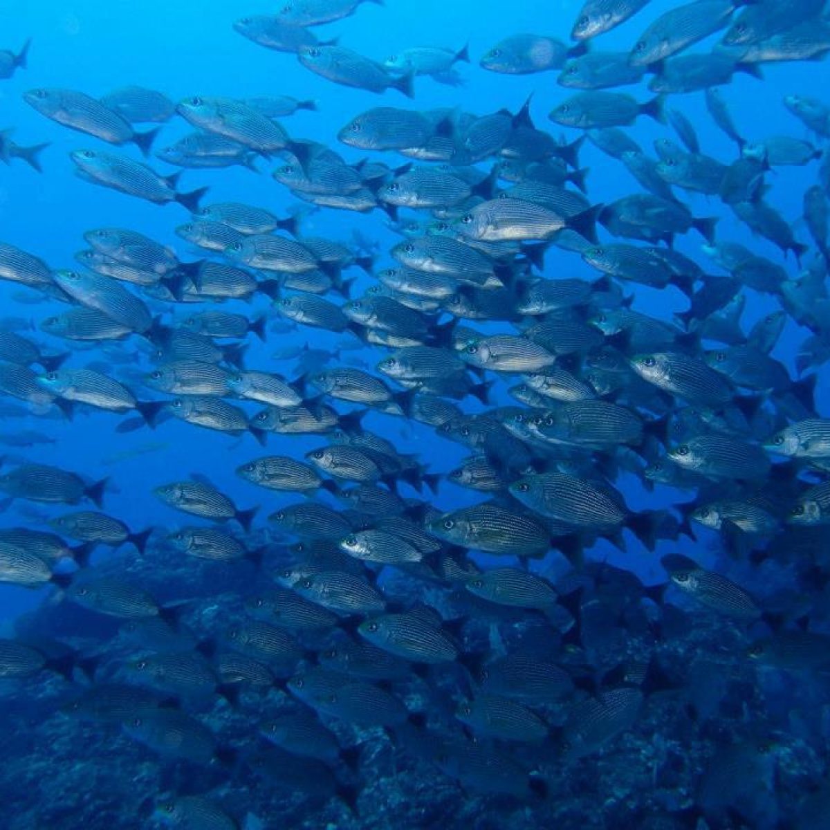 Marine life