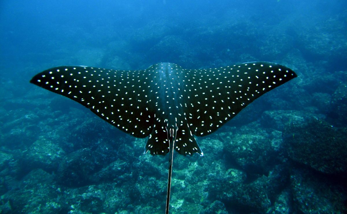 Spotted Eagle Ray