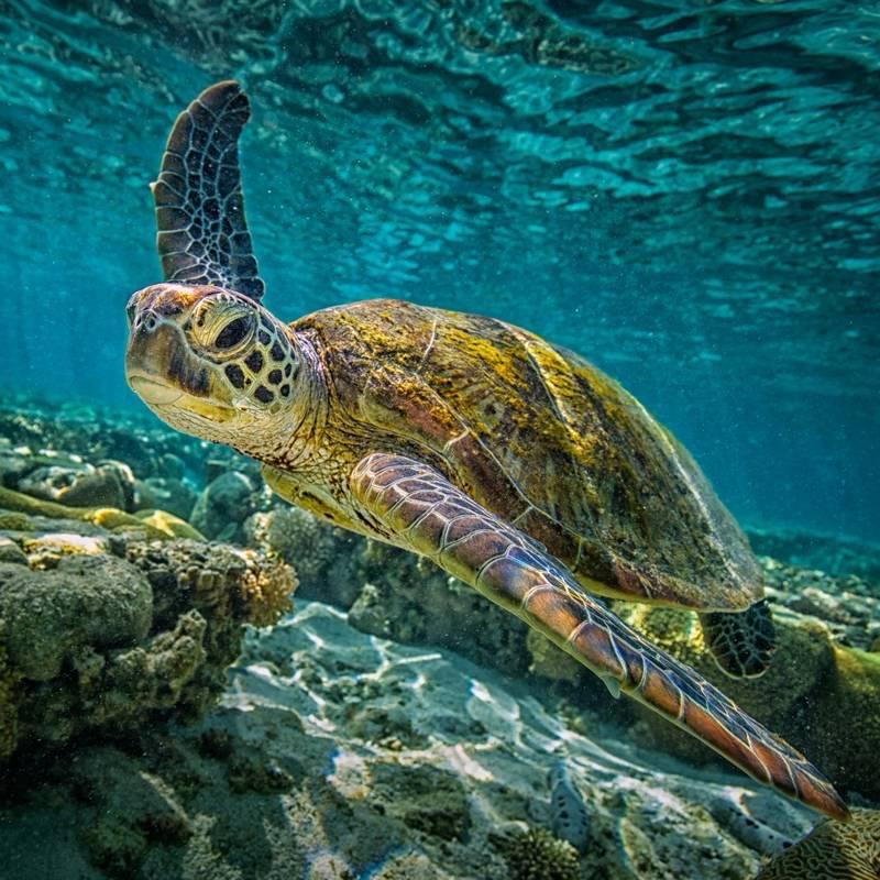 Sea Turtle
