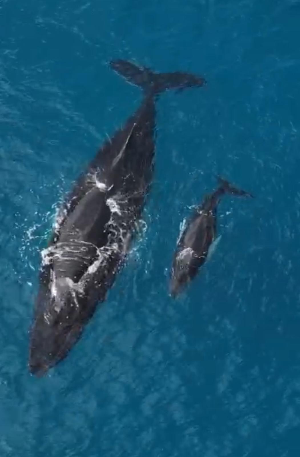 Mother & Calf