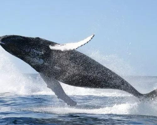 Breaching Whale