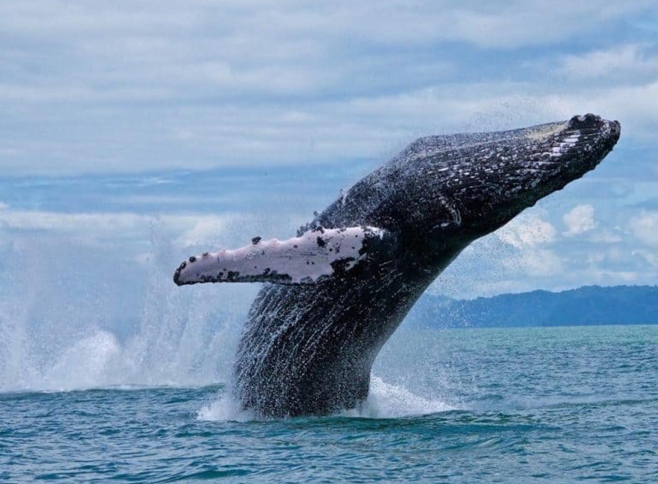 Whale & Dolphin Watching Tour