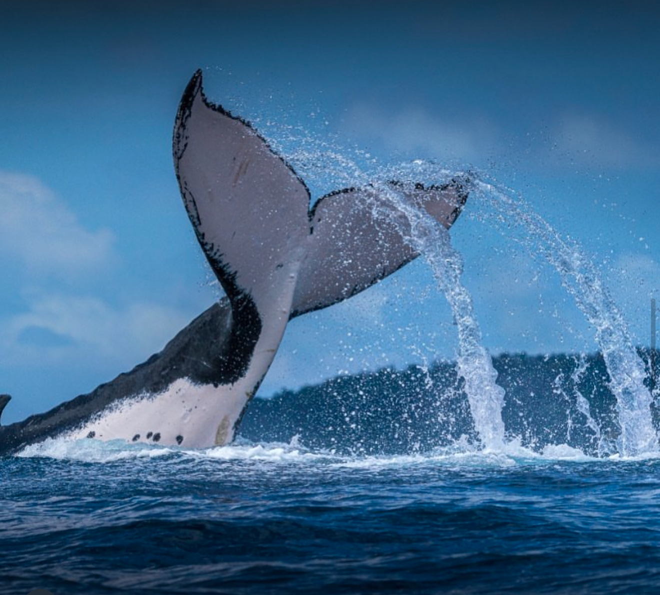 Whale Tail