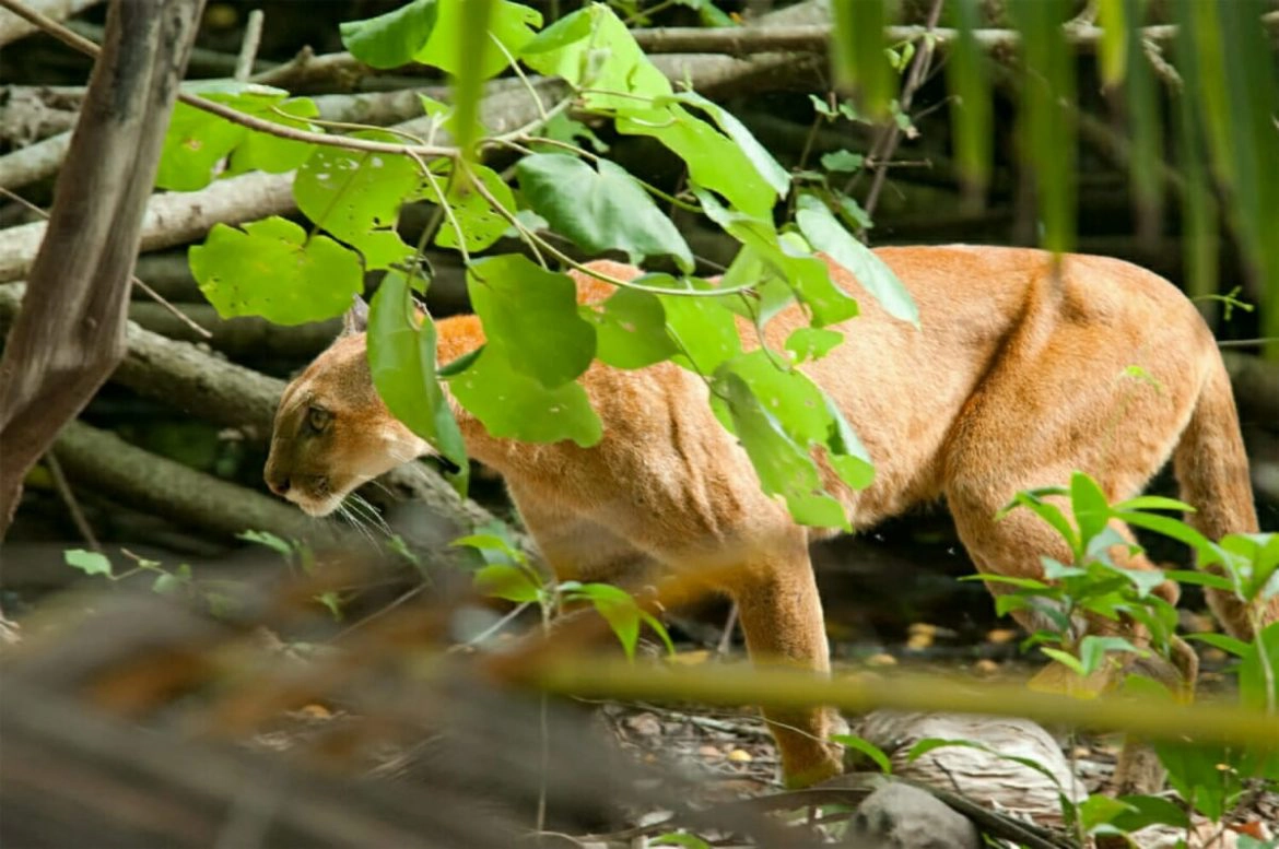 Puma