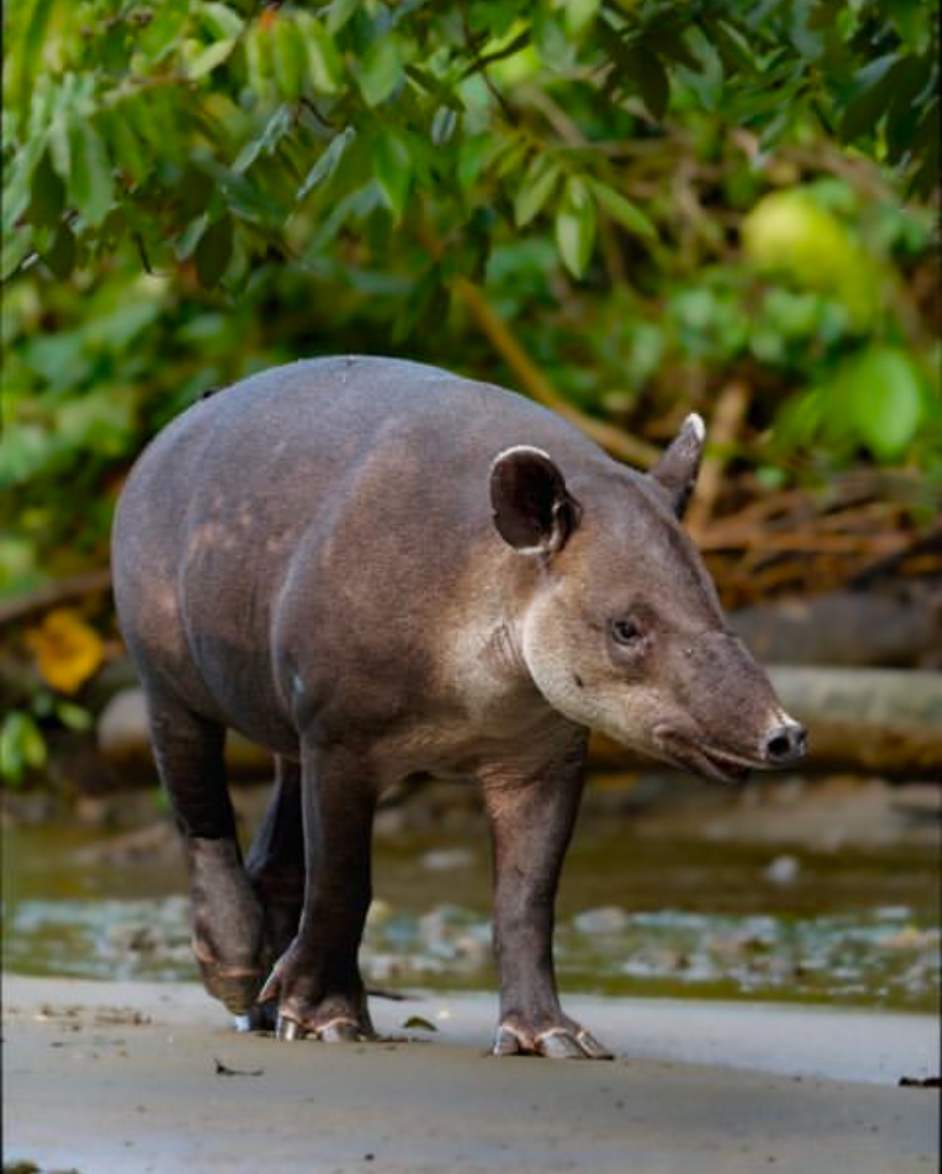 Baird's Tapir